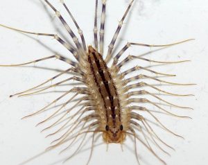 Centogambe