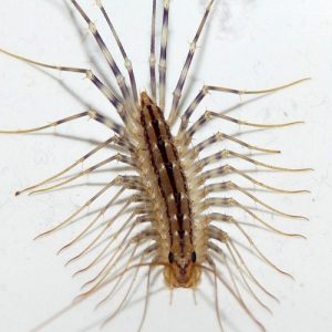 Centogambe