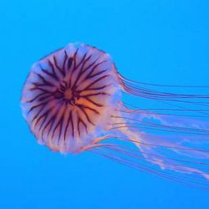 meduse