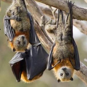 pipistrello